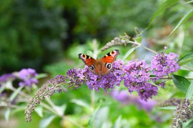 Yaz aylarında buddleja bush tavus kelebeği