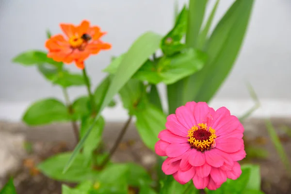 Roze paars zinnia bloemen in bloei. Bruin geel midden van bloeiende bloem in tuin. — Stockfoto