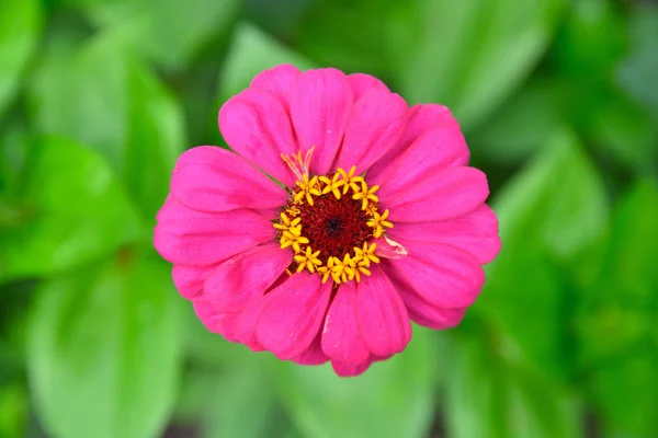 Růžové fialové cínie květina v květ. Hnědý žluté středem kvetoucí květiny v zahradě. — Stock fotografie