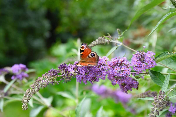 Yaz aylarında buddleja bush tavus kelebeği
