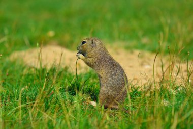 Zemin sincap bazı Mısır ön ayakları ve besleme tutun. Küçük hayvan otların arasında tek başına oturmak.