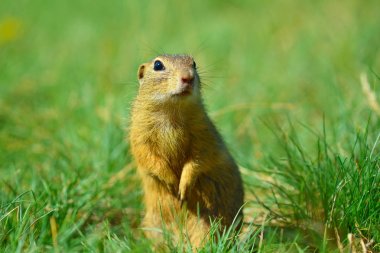 Ground squirrel hold some corns in front legs and feeding. Small animal sitting alone in  grass. clipart