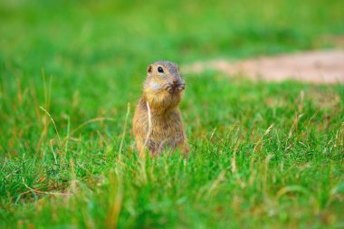 Zemin sincap bazı Mısır ön ayakları ve besleme tutun. Küçük hayvan otların arasında tek başına oturmak.