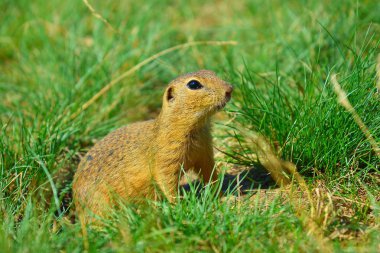 Uyarı sincap. Zemin sincap uyarı ve çevresinde izlerken. Güzel memeli 