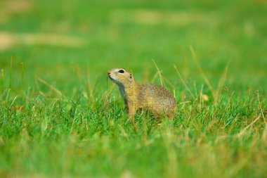 Uyarı sincap. Zemin sincap uyarı ve çevresinde izlerken. Güzel memeli 