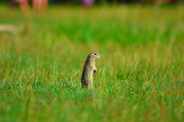 Uyarı sincap. Zemin sincap uyarı ve çevresinde izlerken. Güzel memeli 