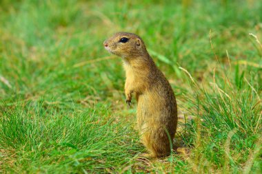 Uyarı sincap. Zemin sincap uyarı ve çevresinde izlerken. Güzel memeli 