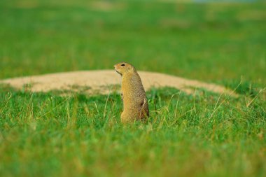 Uyarı sincap. Zemin sincap uyarı ve çevresinde izlerken. Güzel memeli 