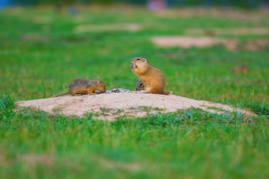 Zemin sincap çift. Zemin sincap çayırda besleniyor. Grassi küçük hayvan