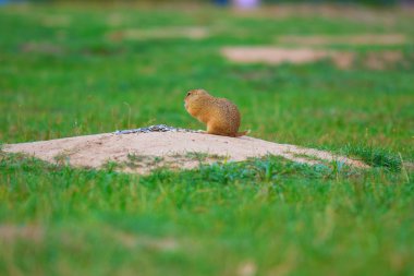 Şirin Avrupa zemin sincap. Çok güzel gnawer ot (Spermophilus citellus besleme) 