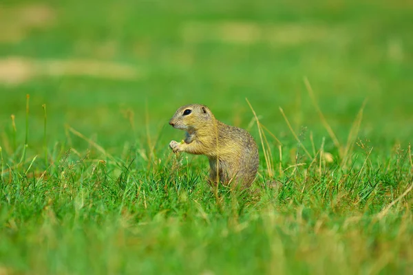 Zemin sincap bazı Mısır ön ayakları ve besleme tutun. Küçük hayvan otların arasında tek başına oturmak.