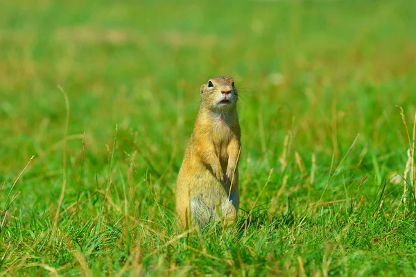 Wiewiórka Przylądkowa trzymać jakieś odciski w przednie nogi i karmienia. Małe zwierzę siedzi sama w trawie. — Zdjęcie stockowe