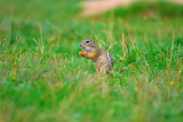 Zemin sincap bazı Mısır ön ayakları ve besleme tutun. Küçük hayvan otların arasında tek başına oturmak.