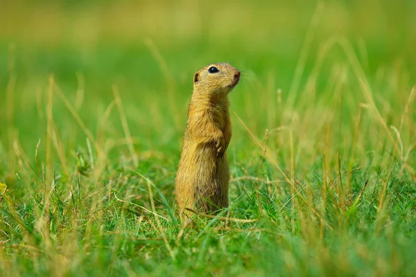 La ardilla de tierra sostiene algunos granos en las patas delanteras y se alimenta. Pequeño animal sentado solo en la hierba . —  Fotos de Stock