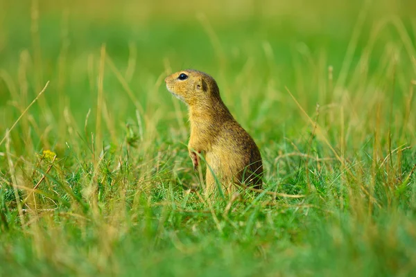 预警的松鼠。警报和观看周围的地松鼠。可爱的哺乳动物 — 图库照片