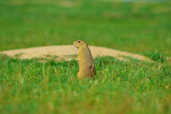 Uyarı sincap. Zemin sincap uyarı ve çevresinde izlerken. Güzel memeli 