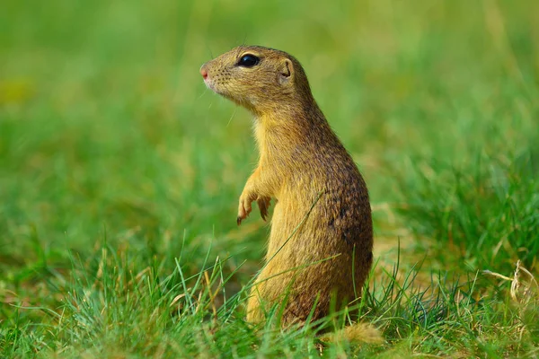 Uyarı sincap. Zemin sincap uyarı ve çevresinde izlerken. Güzel memeli 