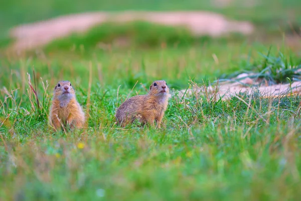 Zemin sincap çift. Zemin sincap çayırda besleniyor. Grassi küçük hayvan