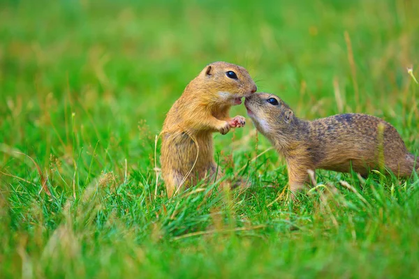吻。对松鼠夫妇的爱。松鼠在接吻在草地上。动物享受情人节 — 图库照片