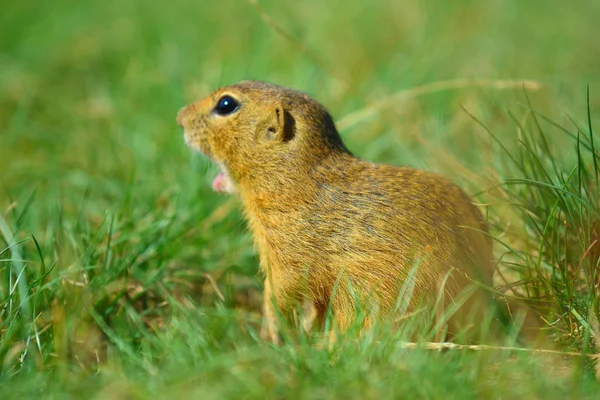 Şirin Avrupa zemin sincap. Çok güzel gnawer ot (Spermophilus citellus besleme) 