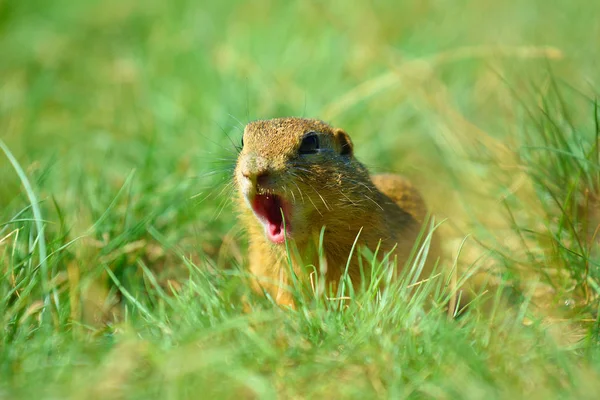 Linda ardilla terrestre europea. Alimentación encantadora roer en la hierba (Spermophilus citellus ) — Foto de Stock