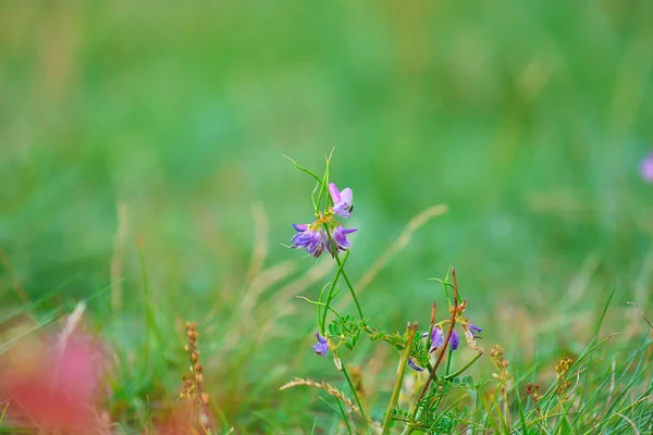 Flor rosa púrpura en el prado, flor europea. Hierba verde fresca en el prado de la noche —  Fotos de Stock