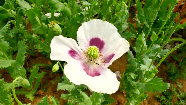 Mala cosecha de semillas de amapola. Vista sobre el campo de amapola blanca con algunos lugares sin agua. Arcilla seca, tallos cortos, plantas muertas. Flor de amapolas y cabezas de amapola verde moviéndose en viento suave , — Vídeos de Stock