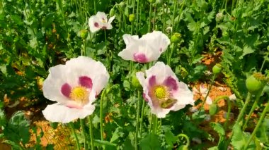 Haşhaş tohumu zavallı hasat. Susuz bazı yerlerde ile beyaz haşhaş alanın üzerinde görüntüleyin. Kuru kil, kısa SAP, ölüm bitkiler. Çiçek haşhaş ve hafif rüzgarda hareketli yeşil haşhaş başkanları, 