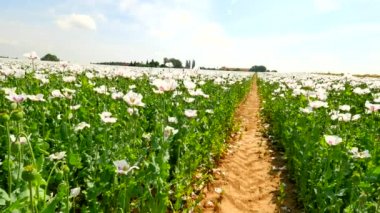 Susuz bazı yerlerde ile beyaz haşhaş alanın üzerinde görüntüleyin. Çiçek haşhaş ve nazik Rüzgar, yeşil bitkiler ve arka plan mavi gökyüzünde hareket yeşil haşhaş başkanları.