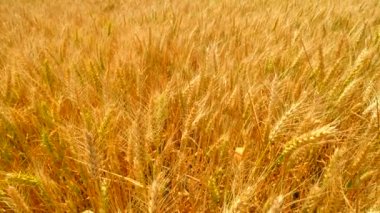 Altın çavdar yaz güneşte shinning. Yüksek görünümüne ve kısa SAP dikenli hasat için neredeyse hazır. Saplarını esintiyle nazik hareket. 