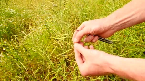Точка зрения. Руки фермера, разрезанные карманными ножами, капсулами с маслом прямо перед камерой, проверяют созревание пальм. Свежие зеленые и коричневые бобы. Рапсовое поле с масличными культурами . — стоковое видео