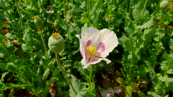 Mala cosecha de semillas de amapola. Vista sobre el campo de amapola blanca con algunos lugares sin agua. Arcilla seca, tallos cortos, plantas muertas. Flor de amapolas y cabezas de amapola verde moviéndose en viento suave , — Vídeo de stock