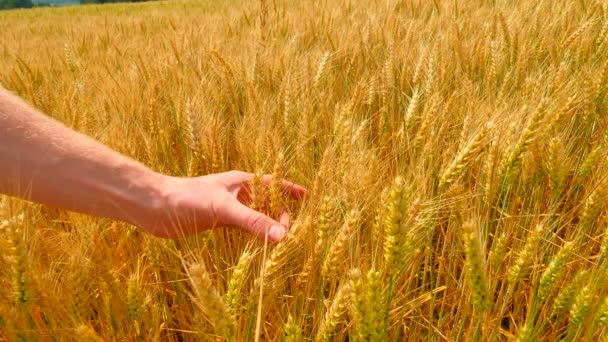 Mains masculines dans le champ d'orge. Du grain dans les mains. Des mains tenant du grain d'orge. L'agriculteur vérifie la qualité des épillets et des grains mous . — Video