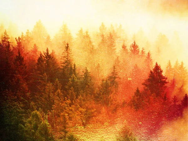 Film effect.Stripped colorful mist. Summer forest after heavy rain. Treetops are  stripping inversion — Stock Photo, Image