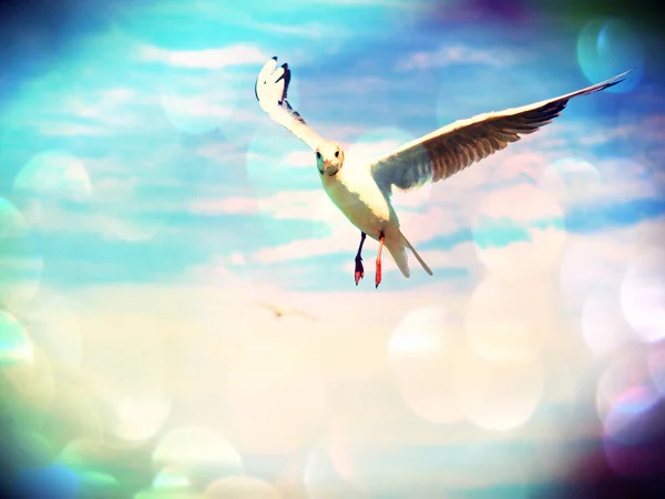 Эффект фильма. Морская чайка в голубом небе. Дикая птица-чайка летает и смотрит в камеру. Голубое небо над морем . — стоковое фото