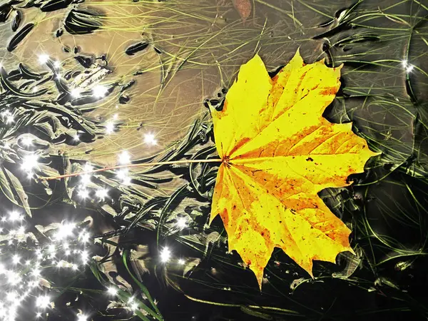 Film effect. The colorful broken leaf from maple tree on basalt stones in blurred water of mountain river. Beauty scenery. Broken stone. — Stock Photo, Image