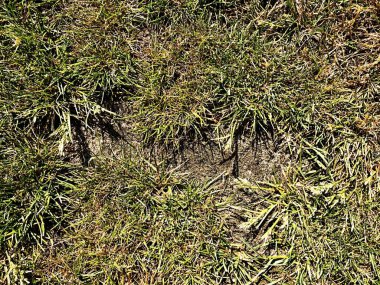 Kuru yanmış ölü çimenlerin üzerinde sabit kuru kil, doğal arka plan. Kuru kahverengi yeşil halı