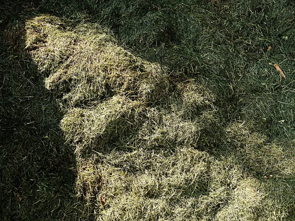 Decay harvested grass in big green smell mound in corner of garden.  Lactic fermentation — Stock Photo, Image