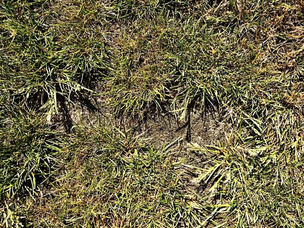 Grama morta queimada seca em argila seca dura, fundo natural. Tapete verde marrom seco — Fotografia de Stock