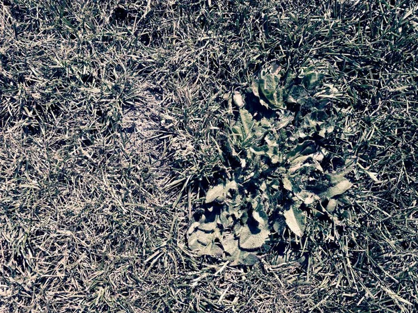 Droog verbrande dood gras op harde droge klei, natuurlijke achtergrond. Droog bruin groene tapijt achtergrond — Stockfoto