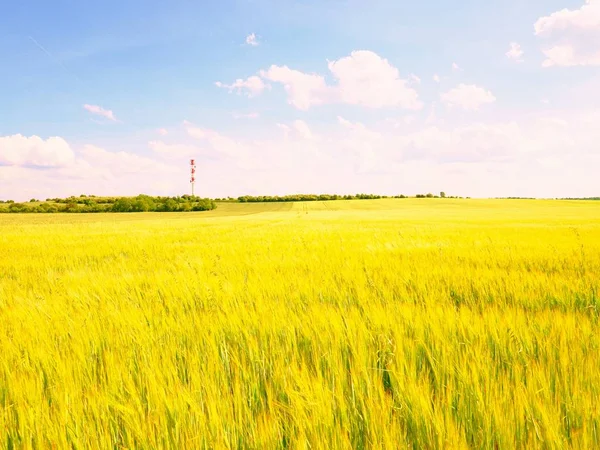 Giovani calli d'orzo verdi che crescono sul campo, leggeri all'orizzonte. Sole sopra l'orizzonte — Foto Stock