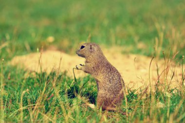 Zemin sincap bazı Mısır ön ayakları ve besleme tutun. Küçük hayvan otların arasında tek başına oturmak.