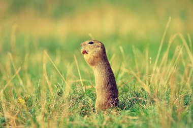 Zemin sincap bazı Mısır ön ayakları ve besleme tutun. Küçük hayvan otların arasında tek başına oturmak.