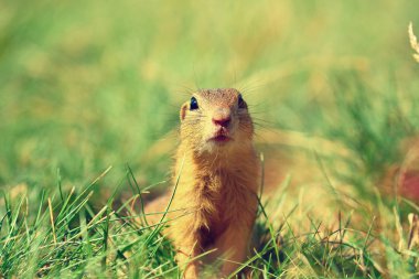 Uyarı sincap. Zemin sincap uyarı ve çevresinde izlerken. Güzel memeli 