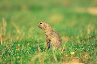 Uyarı sincap. Zemin sincap uyarı ve çevresinde izlerken. Güzel memeli 