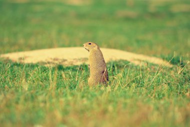 Uyarı sincap. Zemin sincap uyarı ve çevresinde izlerken. Güzel memeli 