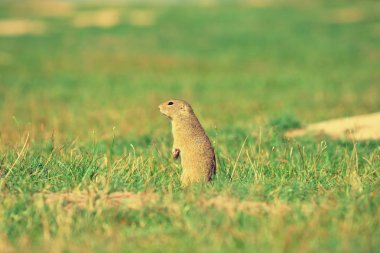 Uyarı sincap. Zemin sincap uyarı ve çevresinde izlerken. Güzel memeli 