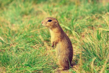 Uyarı sincap. Zemin sincap uyarı ve çevresinde izlerken. Güzel memeli 