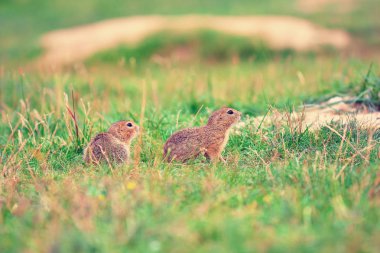 Zemin sincap bazı Mısır arıyorsunuz ve besleme birkaç. Otların arasında oturan küçük hayvan.