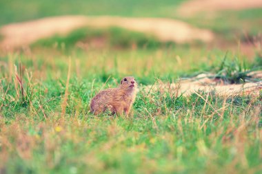 Şirin Avrupa zemin sincap. Çok güzel gnawer ot (Spermophilus citellus besleme) 